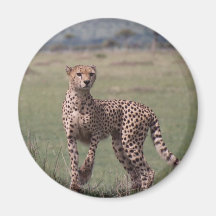 Cheetah Magneter