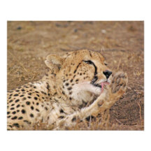 Cheetah som slickar dess tass fotontryck