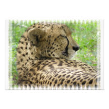 Cheetah som vilar inbjudan