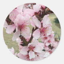 Cherry Blossoms Clusters The Spring Sticker