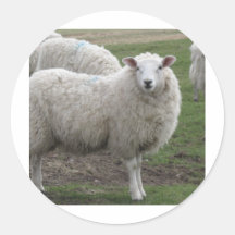 Cheviot får klistermärken