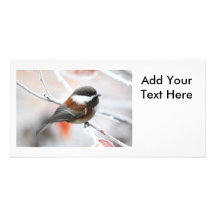 Chickadee i vinter foto kort