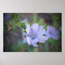 Chickory blomma affischer