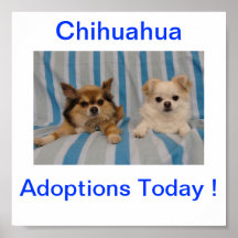 Chihuahuaadoption undertecknar i dag affisch