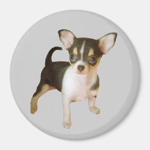 ChihuahuaCutie magnet Magneter