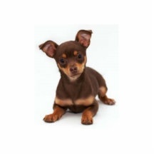 Chihuahuafotoskulptur Cut Out