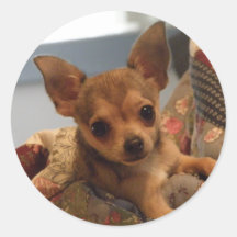Chihuahuaklistermärke
