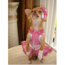chihuahuaphotosculpture acrylic cut outs
