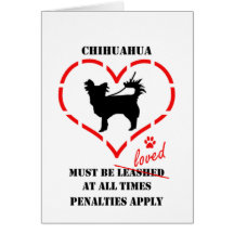 Chihuahuas måste älskas kort