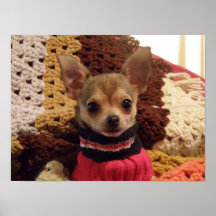Chihuahuatryck Affisch