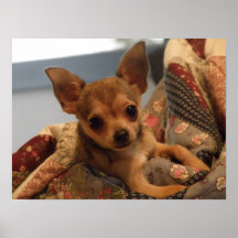 Chihuahuatryck Print