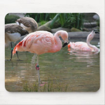 Chilensk Flamingo Musmattor