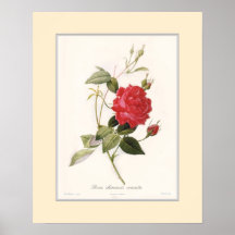 Chinensis Rosa, beställnings- gräns Print