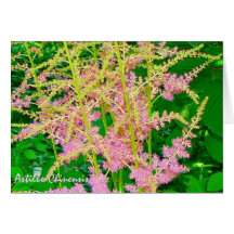 Chinensis vykort för Astilbe