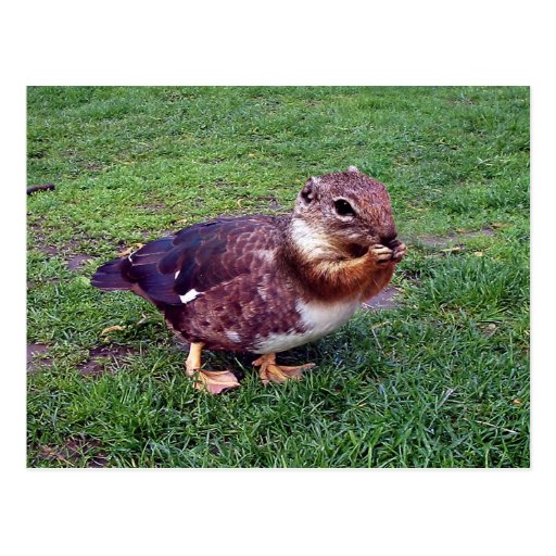 Chipduck Vykort