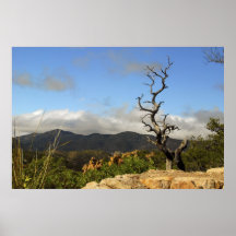 Chiricahua berg, AZ. Print