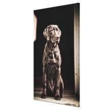 ChokladLabrador Retriever 2 Canvastryck