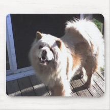 chowchow musmatta