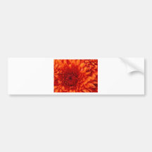 Chrysanthemum Bildekal