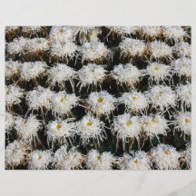 Chrysanthemum Flyg Blad
