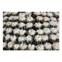Chrysanthemum Fotontryck
