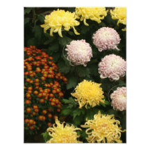 Chrysanthemum Fotontryck