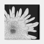 Chrysanthemum Kylskåps Magneter