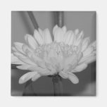 Chrysanthemum Kylskåpsnagnet