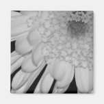 Chrysanthemum Magnet För Kylskåp