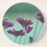 Chrysanthemum och menande glasunderlägg