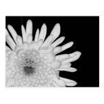 Chrysanthemum Vykort