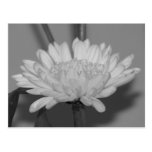 Chrysanthemum Vykort