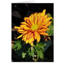 Chrysanthemumen, den brännheta orangen och gult no