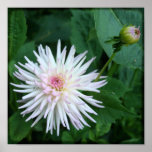 ChrysanthemumJapenese trädgård - 8x8 TTV fotografe Affisch
