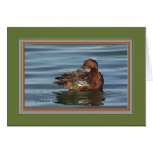 Cinnamon_teal_2249 Hälsnings Kort