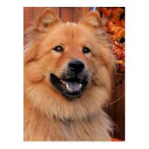 Cinny - ChowChow Photo-12 Vykort