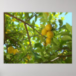 CITRONTRÄD POSTERS