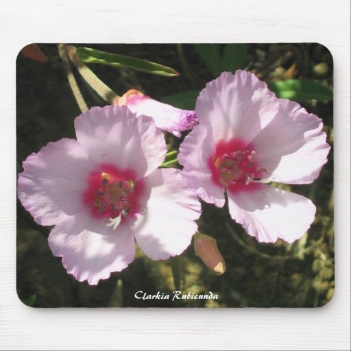 Clarkia Rubicunda Mousepad Musmattor