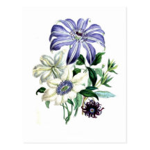 Clematis av Jane Loudon Vykort
