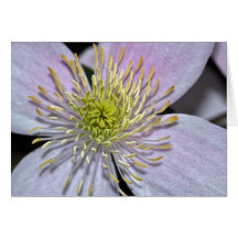 Clematis flower center close up greeting card