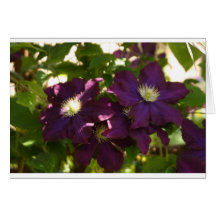 clematis hälsningskort