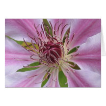 Clematis Nelly Moser Kort