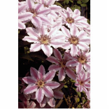 Clematis Photo Cut Out