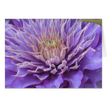 Clematis Vyvvyan Pennell Kort