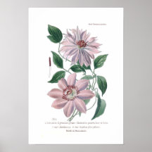 Clematispatens Posters