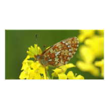 Clossiana euphrosyne anpassade foto kort