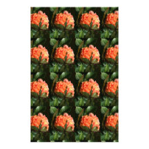 Clustered Coral Roses Personalized Stationery