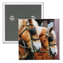 Clydesdale Closeup Pins