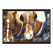 Clydesdale formulerar hästinbjudan