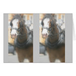 clydesdale hälsnings kort